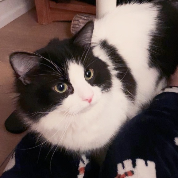 Meet your Posher, BB - Picture 6 of 10